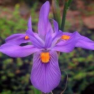 Moraea polystachya Seeds - South African Indigenous Perennial Bulb - Combined Global Shipping