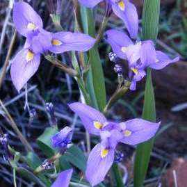 Moraea polystachya Seeds - South African Indigenous Perennial Bulb - Combined Global Shipping