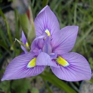 Moraea polystachya Seeds - South African Indigenous Perennial Bulb - Combined Global Shipping