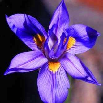 Moraea polystachya Seeds - South African Indigenous Perennial Bulb - Combined Global Shipping