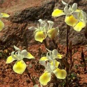 Moraea serpentina Seeds - Indigenous Endemic Perennial Bulb -Combined Global Shipping