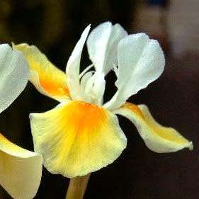 Moraea serpentina Seeds - Indigenous Endemic Perennial Bulb -Combined Global Shipping