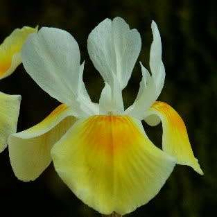 Moraea serpentina Seeds - Indigenous Endemic Perennial Bulb -Combined Global Shipping