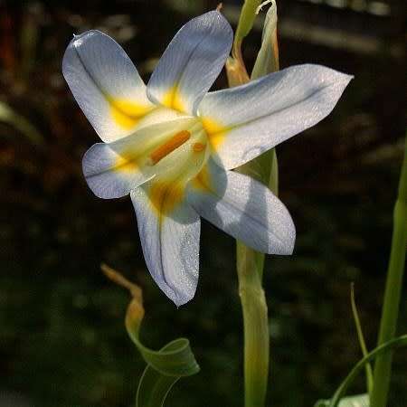 Moraea speciosa Seeds - Indigenous Endemic Perennial Bulb -Insured Flat Ship Rate