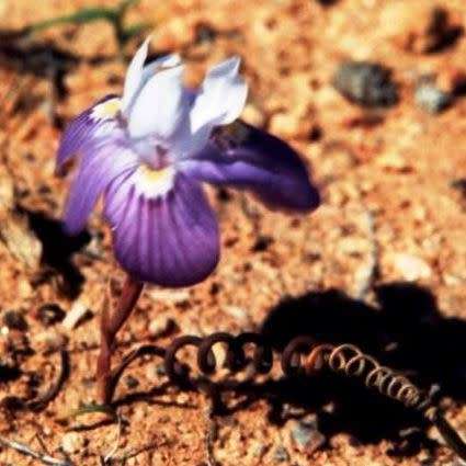 Moraea tortilis Seeds - Rare South African Indigenous Perennial Bulb - Combined Global Shipping
