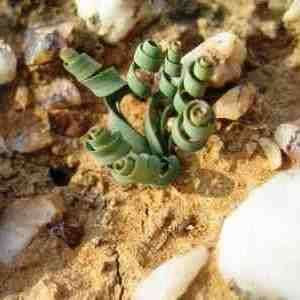 Moraea tortilis Seeds - Rare South African Indigenous Perennial Bulb - Combined Global Shipping