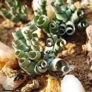Moraea tortilis Seeds - Rare South African Indigenous Perennial Bulb - Combined Global Shipping