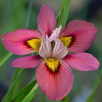Moraea tricolor Seeds - Indigenous South African Endemic Perennial Bulb - Combined Global Shipping
