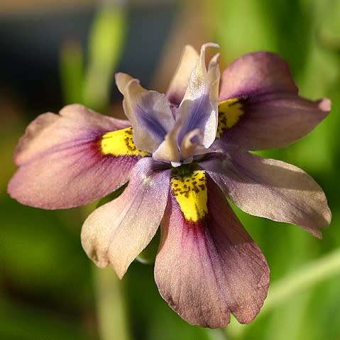 Moraea vegeta Seeds - Indigenous Endemic Perennial Bulb - Flat Ship Rates