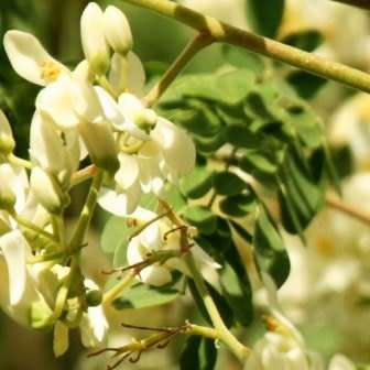 10+ Moringa oleifera Seeds - Miracle Tree, Horseradish Tree - Edible Medicinal Vegetable
