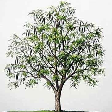 10+ Moringa oleifera Seeds - Miracle Tree, Horseradish Tree - Edible Medicinal Vegetable