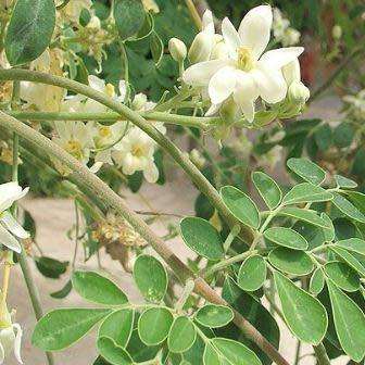 10+ Moringa oleifera Seeds - Miracle Tree, Horseradish Tree - Edible Medicinal Vegetable