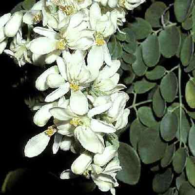 10+ Moringa oleifera Seeds - Miracle Tree, Horseradish Tree - Edible Medicinal Vegetable