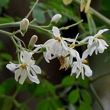 10+ Moringa oleifera Seeds - Miracle Tree, Horseradish Tree - Edible Medicinal Vegetable