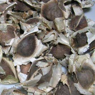 10+ Moringa oleifera Seeds - Miracle Tree, Horseradish Tree - Edible Medicinal Vegetable