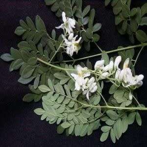 10+ Moringa oleifera Seeds - Miracle Tree, Horseradish Tree - Edible Medicinal Vegetable