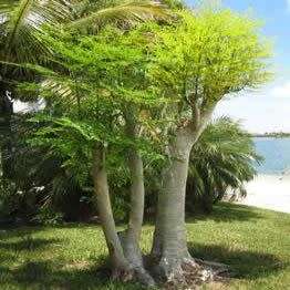 10+ Moringa oleifera Seeds - Miracle Tree, Horseradish Tree - Edible Medicinal Vegetable