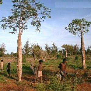10+ Moringa oleifera Seeds - Miracle Tree, Horseradish Tree - Edible Medicinal Vegetable