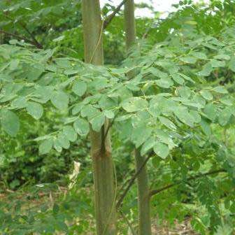 10+ Moringa oleifera Seeds - Miracle Tree, Horseradish Tree - Edible Medicinal Vegetable