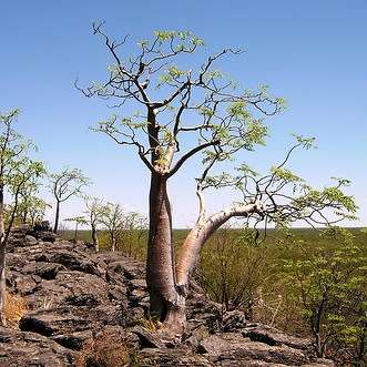 Moringa ovalifolia Seeds -Phantom Tree, Sprokiesboom- Edible Medicinal Vegetable Bonsai