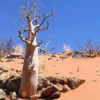 Moringa ovalifolia Seeds -Phantom Tree, Sprokiesboom- Edible Medicinal Vegetable Bonsai