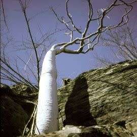 Moringa ovalifolia Seeds -Phantom Tree, Sprokiesboom- Edible Medicinal Vegetable Bonsai