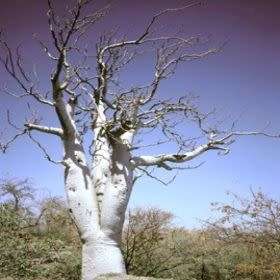 Moringa ovalifolia Seeds -Phantom Tree, Sprokiesboom- Edible Medicinal Vegetable Bonsai