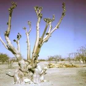 Moringa ovalifolia Seeds -Phantom Tree, Sprokiesboom- Edible Medicinal Vegetable Bonsai