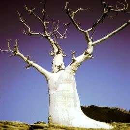 Moringa ovalifolia Seeds -Phantom Tree, Sprokiesboom- Edible Medicinal Vegetable Bonsai