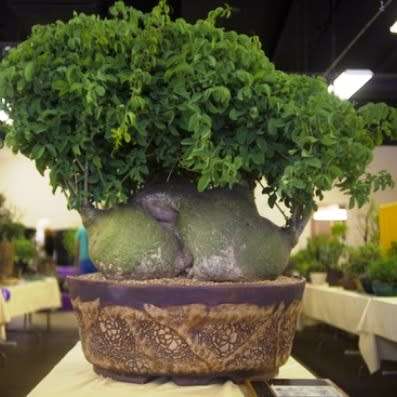 Moringa ovalifolia Seeds -Phantom Tree, Sprokiesboom- Edible Medicinal Vegetable Bonsai
