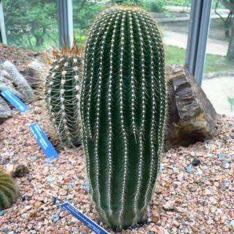 Neobuxbaumia polylopha - 5 Seed Pack - Verified Seller - Exotic Succulent Cactus Edible Fruit