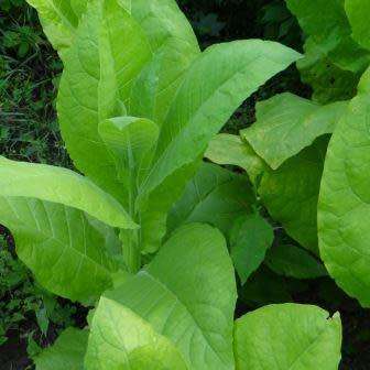 Nicotiana tabacum Kelly Brown Leaf - Cultivated Smoking Tobacco Seeds - Perennial