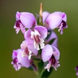 Nylandtia spinosa - Tortoise Berry Seeds - Flat Seed Ship Rate - South African Indigenous Shrub
