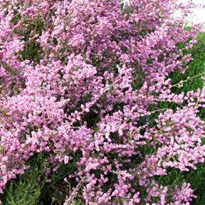 Nylandtia spinosa - Tortoise Berry Seeds - Flat Seed Ship Rate - South African Indigenous Shrub