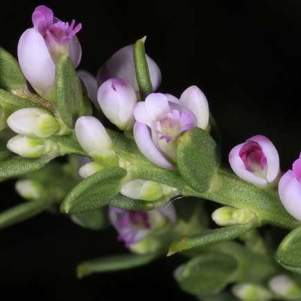 Nylandtia spinosa - Tortoise Berry Seeds - Flat Seed Ship Rate - South African Indigenous Shrub