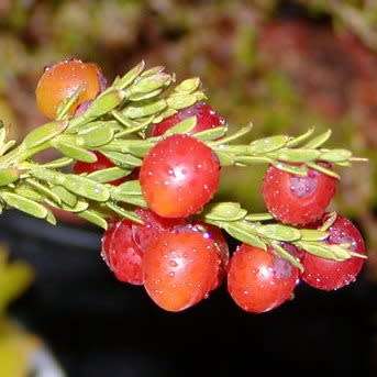 Nylandtia spinosa - Tortoise Berry Seeds - Flat Seed Ship Rate - South African Indigenous Shrub