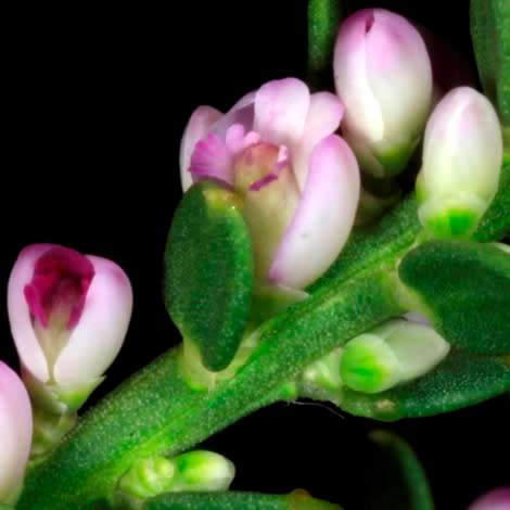Nylandtia spinosa - Tortoise Berry Seeds - Flat Seed Ship Rate - South African Indigenous Shrub