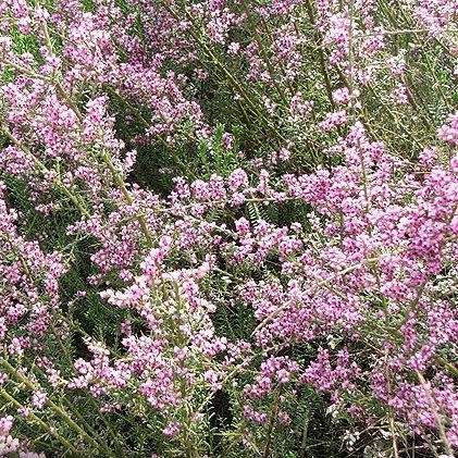 Nylandtia spinosa - Tortoise Berry Seeds - Flat Seed Ship Rate - South African Indigenous Shrub