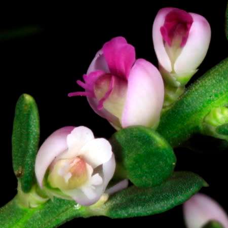 Nylandtia spinosa - Tortoise Berry Seeds - Flat Seed Ship Rate - South African Indigenous Shrub