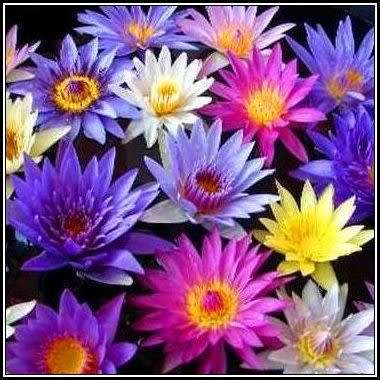 10 Water Lily Seeds - Mixed Species Varieties and Colours - Nymphaea (Egyptian Lotuses) - New
