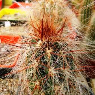 Oreocereus fossulatus rubrispina Seeds - Exotic Cactus Succulent - Combined Shipping