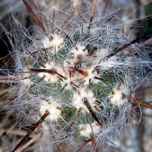 Oreocereus fossulatus rubrispina Seeds - Exotic Cactus Succulent - Combined Shipping