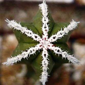 Pachycereus marginatus Seeds - Exotic Cactus, Insured Combined Shipping