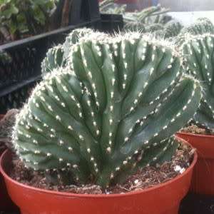 Pachycereus marginatus Seeds - Exotic Cactus, Insured Combined Shipping