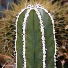 Pachycereus marginatus Seeds - Exotic Cactus, Insured Combined Shipping