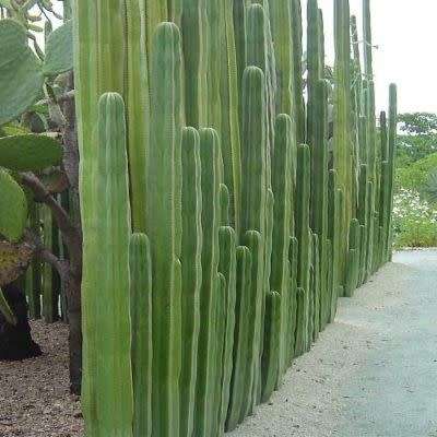 Pachycereus marginatus Seeds - Exotic Cactus, Insured Combined Shipping