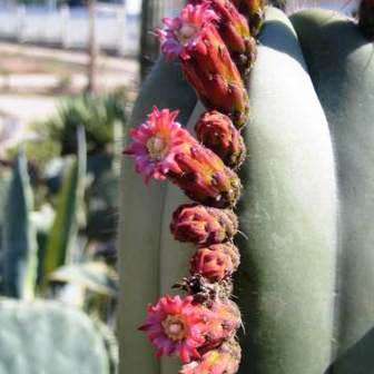 Pachycereus marginatus Seeds - Exotic Cactus, Insured Combined Shipping