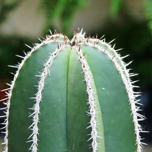 Pachycereus marginatus Seeds - Exotic Cactus, Insured Combined Shipping