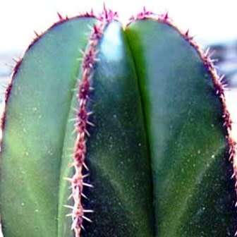 Pachycereus marginatus Seeds - Exotic Cactus, Insured Combined Shipping