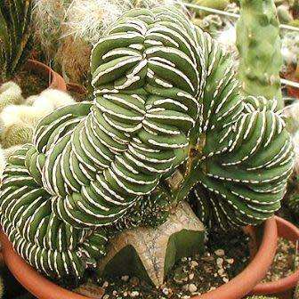 Pachycereus marginatus Seeds - Exotic Cactus, Insured Combined Shipping